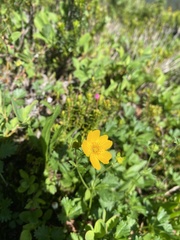 Potentilla flabellifolia