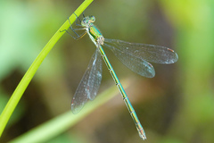 Lestes virens