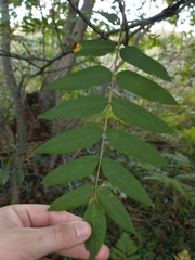 Sorbus americana