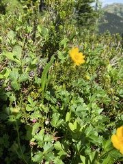 Potentilla flabellifolia