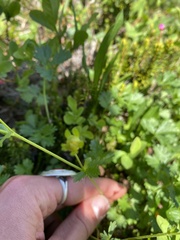 Potentilla flabellifolia