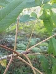 Sorbus americana
