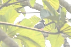 Trogon curucui