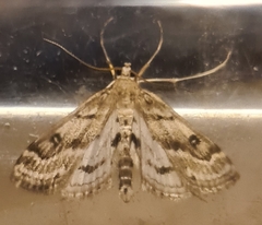 Parapoynx stratiotata