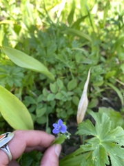 Veronica wormskjoldii