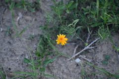 Thymophylla tenuiloba