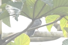 Trogon curucui