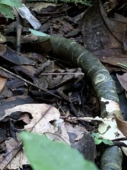 Rhinella