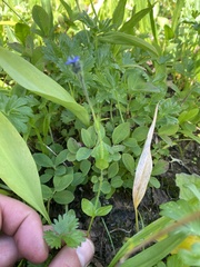 Veronica wormskjoldii