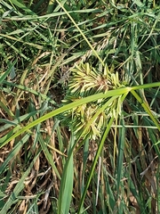 Cyperus eragrostis