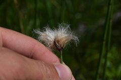 Eriophorum scheuchzeri