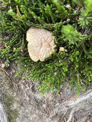 Lycoperdon marginatum