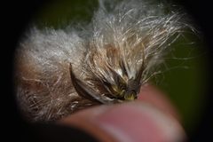 Eriophorum scheuchzeri