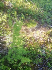 Larix sibirica