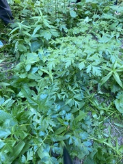 Ligusticum porteri