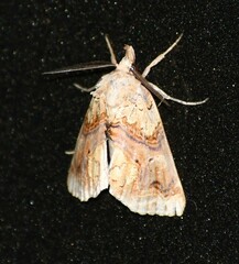 Plusiodonta compressipalpis