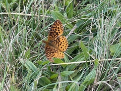 Boloria bellona