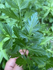 Ligusticum porteri