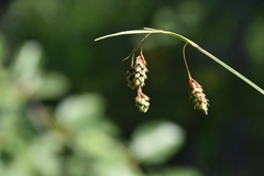 Carex magellanica