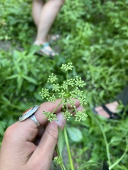 Ligusticum porteri