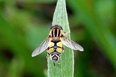 Helophilus trivittatus