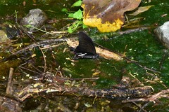 Papilio nephelus chaonulus