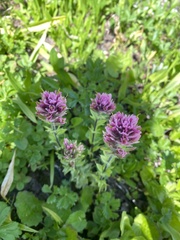 Castilleja parviflora