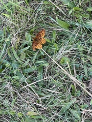 Boloria bellona