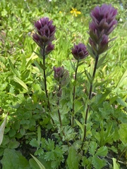 Castilleja parviflora