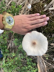 Leucoagaricus lacrymans