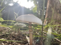 Leucoagaricus lacrymans