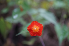 Ipomoea coccinea