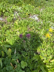 Castilleja parviflora