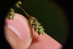 Carex magellanica