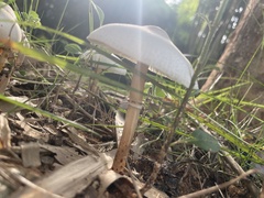 Leucoagaricus lacrymans