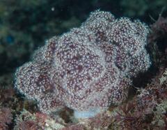 Dendronephthya australis