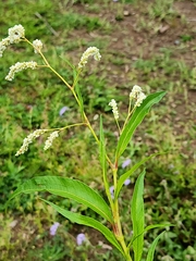 Persicaria attenuata