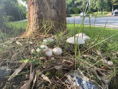 Leucoagaricus lacrymans