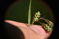 Carex magellanica