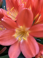 Clivia