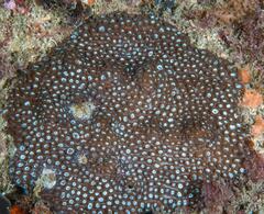 Plesiastrea versipora