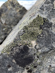 Rhizocarpon