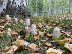 Coprinus