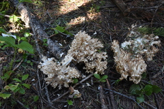 Ramaria rasilispora