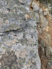 Rhizocarpon