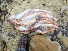 Macroctopus maorum