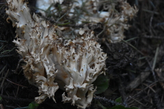Ramaria rasilispora