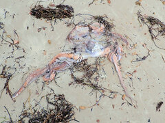 Macroctopus maorum