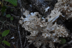 Ramaria rasilispora