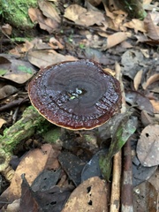 Amauroderma